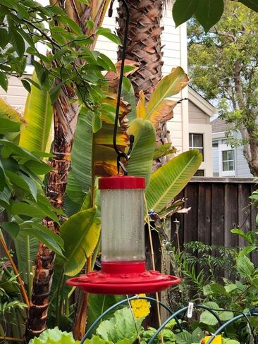 8 عبوات من خطافات سوداء مقاس 10 بوصة على شكل حرف S، خطافات طويلة كبيرة على شكل حرف S لتعليق النباتات، وسلال الزهور، وحامل تخزين، وشماعة إكليل خارجية، وخطافات معدنية شديدة التحمل للعريشة، والخزانة، والحديقة، والفناء in Kuwait