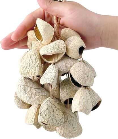 شاكر قذيفة الطبيعية الأفريقية الطبيعية قذيفة بذور كاشو حشرجة الموت أدوات قرع اليد للموسيقى التأمل اليوغا (بني + أبيض + رمادي) in Kuwait