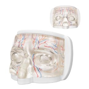Eye Training Model for Injection and Filler Practice, Transparent Facial Model with Simulated Blood Vessels, Face Model for Medical Students Doctors, Estheticians, Microplasty Practice in Saudi Arabia