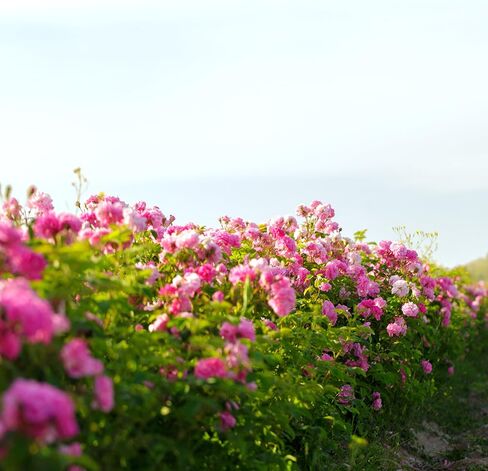 ايسنس بلغاريا زيت الورد العطري العضوي 1/6 أونصة سائلة | 5 مل | الوردة الدمشقية | نقي وطبيعي 100% | غير مخفف | الصف العلاجي | مزرعة مملوكة لعائلة | مقطر بالبخار | غير معدل وراثيًا | نباتي in Kuwait