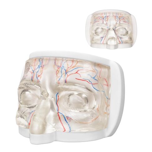 Eye Training Model for Injection and Filler Practice, Transparent Facial Model with Simulated Blood Vessels, Face Model for Medical Students Doctors, Estheticians, Microplasty Practice in Saudi Arabia