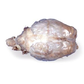 Carolina's Perfect Solution® Sheep Brain, Dura Mater Intact, Plain, Pail in Kuwait