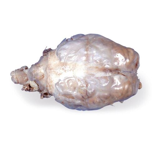 Carolina's Perfect Solution® Sheep Brain, Dura Mater Intact, Plain, Pail in Saudi Arabia