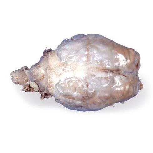 Carolina's Perfect Solution® Sheep Brain, Dura Mater Intact, Plain, Pail in Saudi Arabia