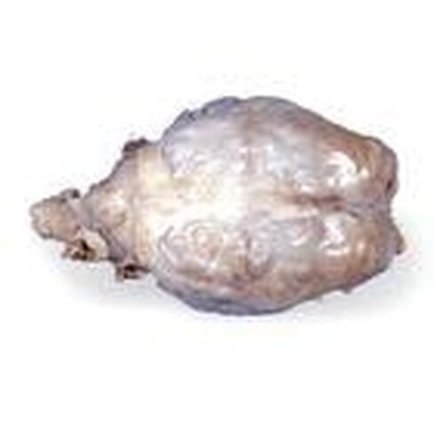 Carolina's Perfect Solution® Sheep Brain, Dura Mater Intact, Plain, Pail in Saudi Arabia
