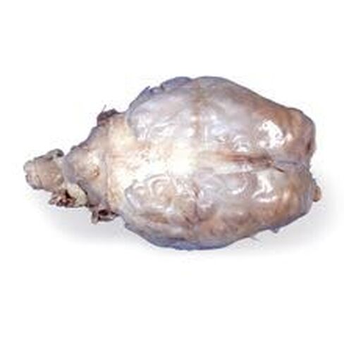 Carolina's Perfect Solution® Sheep Brain, Dura Mater Intact, Plain, Pail in Saudi Arabia