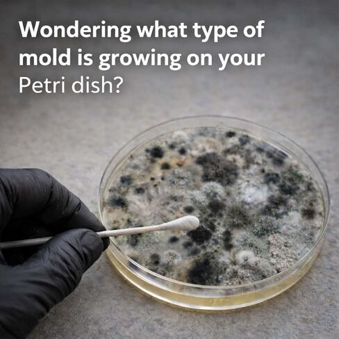 Mold Test Kit – Lab Fees Included, 1 Swab can Detect 20+ Mold Types & Pollen, Easy-to-Use Guide, Professional-Grade Testing in Saudi Arabia