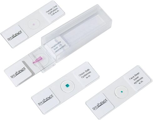 Typical Animals and Plants Cells Microscope Slides, Amphiuma Liver, Human Oral Epithelium, Fava Bean Lower Epidermis, Onion Epidermis, 4 Prepared Slides for Biology Science Class in Kuwait