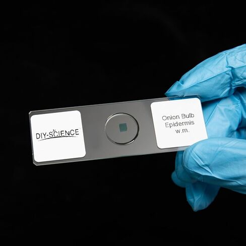 Typical Animals and Plants Cells Microscope Slides, Amphiuma Liver, Human Oral Epithelium, Fava Bean Lower Epidermis, Onion Epidermis, 4 Prepared Slides for Biology Science Class in Kuwait