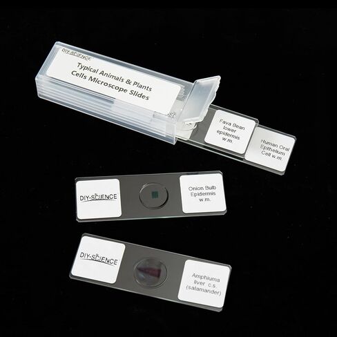 Typical Animals and Plants Cells Microscope Slides, Amphiuma Liver, Human Oral Epithelium, Fava Bean Lower Epidermis, Onion Epidermis, 4 Prepared Slides for Biology Science Class in Kuwait