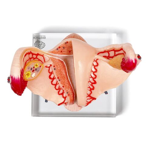 نموذج المثانة البولية لمبيض الرحم البشري على قاعدة شبكية، نموذج الجهاز التناسلي الأنثوي، الجهاز التناسلي الأنثوي، يظهر الرحم، المبيض، المهبل، تعليم طبي للرحم أمراض النساء التشريحية in Kuwait