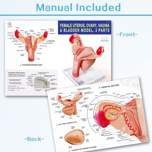نموذج المثانة البولية لمبيض الرحم البشري على قاعدة شبكية، نموذج الجهاز التناسلي الأنثوي، الجهاز التناسلي الأنثوي، يظهر الرحم، المبيض، المهبل، تعليم طبي للرحم أمراض النساء التشريحية in Kuwait