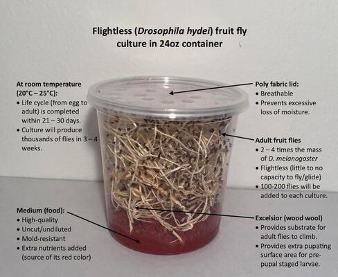 مجموعة ثقافة ذبابة الفاكهة التي لا تطير (D. hydei) - تتضمن: 1 ثقافة كاملة، 3 حاويات بأغطية، 4 أوقية متوسطة جافة، صوف خشبي، مع الاتجاهات in Kuwait