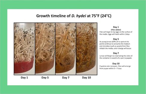 مجموعة ثقافة ذبابة الفاكهة التي لا تطير (D. hydei) - تتضمن: 1 ثقافة كاملة، 3 حاويات بأغطية، 4 أوقية متوسطة جافة، صوف خشبي، مع الاتجاهات in Kuwait