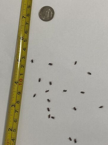 مجموعة ثقافة ذبابة الفاكهة التي لا تطير (D. hydei) - تتضمن: 1 ثقافة كاملة، 3 حاويات بأغطية، 4 أوقية متوسطة جافة، صوف خشبي، مع الاتجاهات in Kuwait