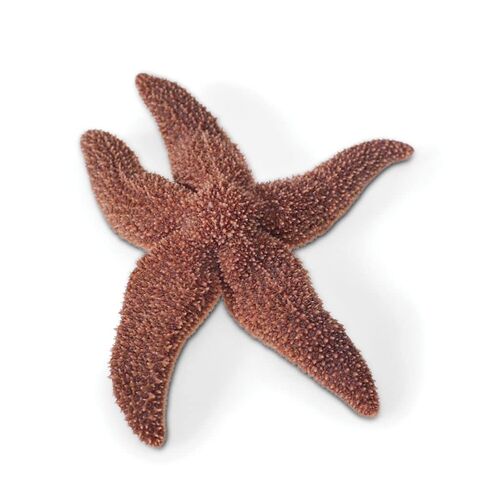 Formalin Starfish, 5 to 6", Plain, Bulk Bag in Saudi Arabia