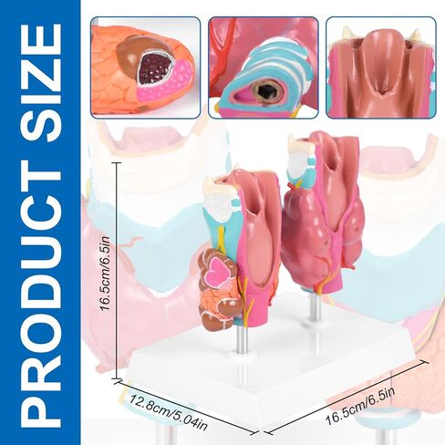 jnmftd نموذج تشريح أمراض الغدة الدرقية البشرية، حجم الحياة 4 أجزاء الغدة الدرقية التشريحية انفصال الغدة الدرقية مرض الغدة الدرقية مع بطاقة دليل قاعدة البلاستيكية القابلة للإزالة للدراسة الطبية علم وظائف الأعضاء التعليم in Kuwait