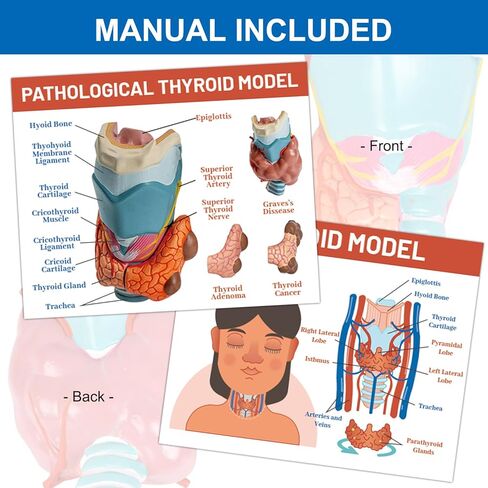 jnmftd نموذج تشريح أمراض الغدة الدرقية البشرية، حجم الحياة 4 أجزاء الغدة الدرقية التشريحية انفصال الغدة الدرقية مرض الغدة الدرقية مع بطاقة دليل قاعدة البلاستيكية القابلة للإزالة للدراسة الطبية علم وظائف الأعضاء التعليم in Kuwait