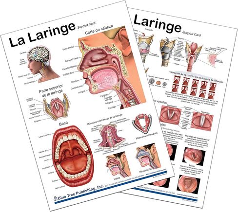 Blue Tree Publishing Larynx poster and charts (24 x 36) in Saudi Arabia