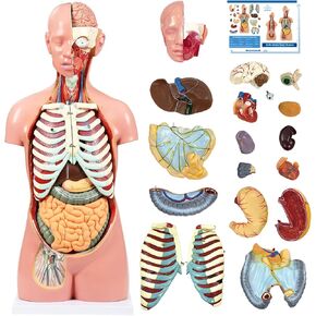 Human Torso Anatomy Model, 33.4" 19 Part Removable Life-Size Model with Heart Brain Visceral Organ Muscular Layers Bone Vessels Nerves Includes Product Manual for Medical Scientific Education in Kuwait