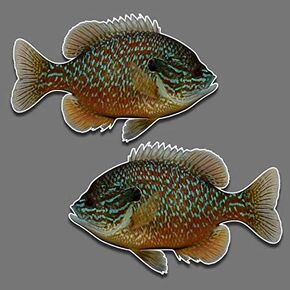 Bluegill fish panfish vinyl decal set of 2 R-L facing 5.5" x 9" freshwater fishing sun fish car truck sticker for window glass in Saudi Arabia