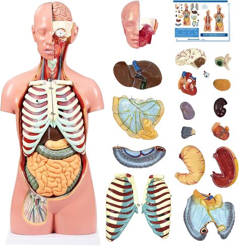 Human Torso Anatomy Model, 33.4" 19 Part Removable Life-Size Model with Heart Brain Visceral Organ Muscular Layers Bone Vessels Nerves Includes Product Manual for Medical Scientific Education in Kuwait
