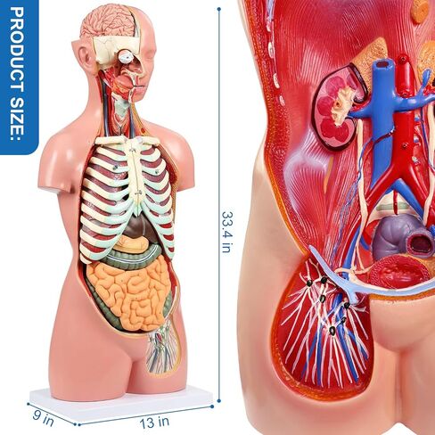 Human Torso Anatomy Model, 33.4" 19 Part Removable Life-Size Model with Heart Brain Visceral Organ Muscular Layers Bone Vessels Nerves Includes Product Manual for Medical Scientific Education in Kuwait