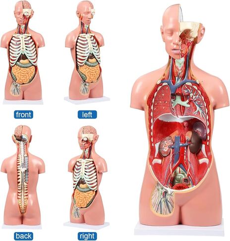 Human Torso Anatomy Model, 33.4" 19 Part Removable Life-Size Model with Heart Brain Visceral Organ Muscular Layers Bone Vessels Nerves Includes Product Manual for Medical Scientific Education in Kuwait