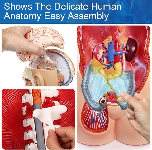 Human Torso Anatomy Model, 33.4" 19 Part Removable Life-Size Model with Heart Brain Visceral Organ Muscular Layers Bone Vessels Nerves Includes Product Manual for Medical Scientific Education in Kuwait