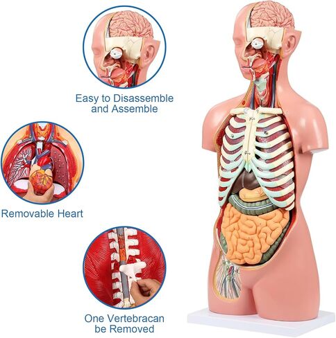 Human Torso Anatomy Model, 33.4" 19 Part Removable Life-Size Model with Heart Brain Visceral Organ Muscular Layers Bone Vessels Nerves Includes Product Manual for Medical Scientific Education in Kuwait