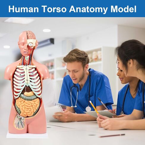 Human Torso Anatomy Model, 33.4" 19 Part Removable Life-Size Model with Heart Brain Visceral Organ Muscular Layers Bone Vessels Nerves Includes Product Manual for Medical Scientific Education in Kuwait