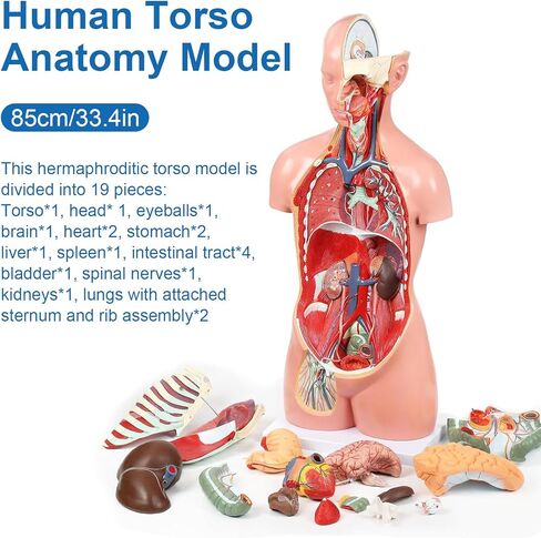 Human Torso Anatomy Model, 33.4" 19 Part Removable Life-Size Model with Heart Brain Visceral Organ Muscular Layers Bone Vessels Nerves Includes Product Manual for Medical Scientific Education in Kuwait