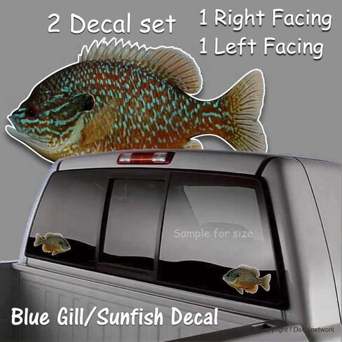 مجموعة ملصقات الفينيل من Bluegill Fish Panfish مكونة من 2 R-L تواجه 5.5 بوصة × 9 بوصة ملصق شاحنة سيارة أسماك الشمس لصيد الأسماك في المياه العذبة لزجاج النافذة in Saudi Arabia