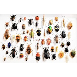 BicBugs كتالوج المنتج
