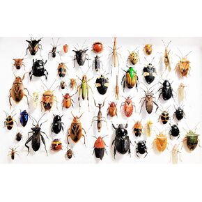 BicBugs Mixed lot of Assorted Beetles Bugs Insects Choose Quantity (1) in Kuwait