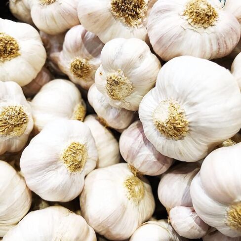 4 Heirloom Hardneck Garlic Bulbs for Planting - Pack Music Garlic Bulbs for Planting, Seed Garlic in Saudi Arabia