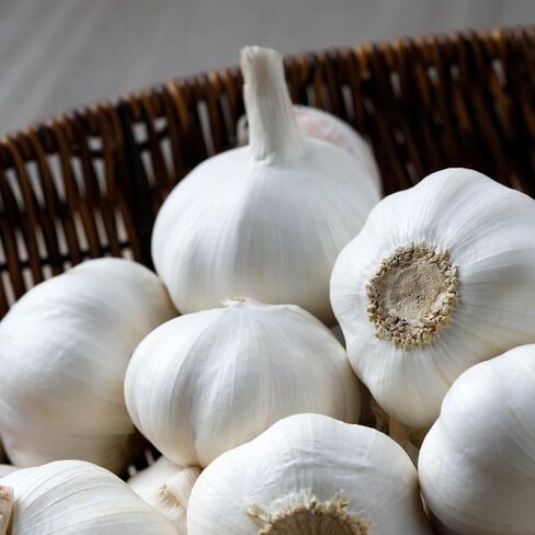 4 Heirloom Hardneck Garlic Bulbs for Planting - Pack Music Garlic Bulbs for Planting, Seed Garlic in Saudi Arabia