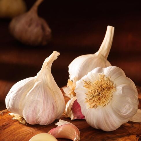 4 Heirloom Hardneck Garlic Bulbs for Planting - Pack Music Garlic Bulbs for Planting, Seed Garlic in Saudi Arabia