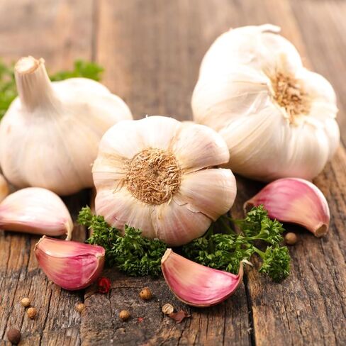 4 Heirloom Hardneck Garlic Bulbs for Planting - Pack Music Garlic Bulbs for Planting, Seed Garlic in Saudi Arabia