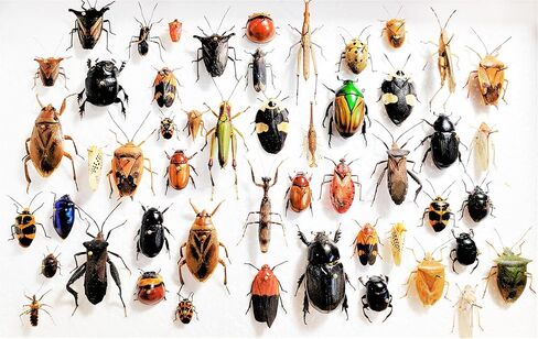 BicBugs Mixed lot of Assorted Beetles Bugs Insects Choose Quantity (1) in Kuwait