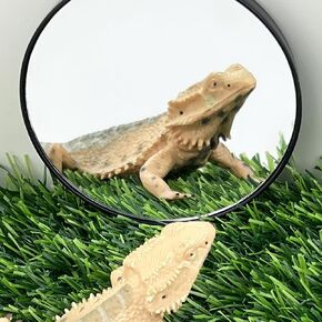 3.4 Inches Bearded Dragon Mirror Toy, Hermit Crab Mirror Toy with Suction Cups, Small Animal Tank Decor Accessories, Suitable for Bearded Dragon Hermit Crab Lizard Chameleon Turtle