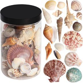 Mixed Sea Shells 250g Shells Various Size up to 2.5" Seashells Bulk with Box Shells for Crafts,Tank Vase Filler,Beach Theme Party,Home Decor,Resin Decoration(60-70 pcs)