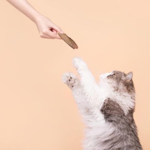 Purrfect Paws Cat Snacks - Natural Hand-Cut Tuna Treats/Cat Complement Nutritious and Delicious Cat Topper 2.3 Ounces Easy to Digest Suitable Cat Broth for All Cats(Bonito*6) in Saudi Arabia