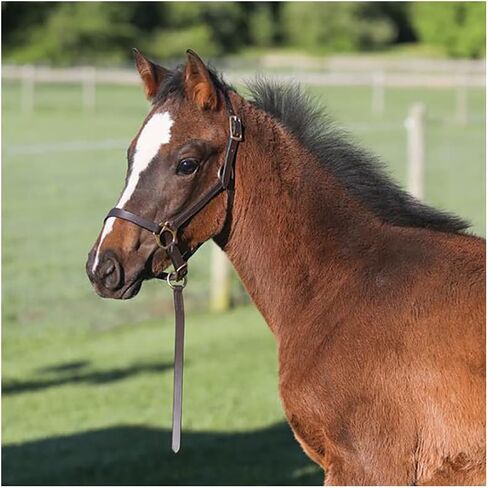 Schneiders Premier Leather Foal Halter for Horses - Weanling | Premium Grade A Leather | Designed for Growing Foals | Adjustable Curb for Customized Fit | Includes Grab Strap | Brass Plated Hardware in Saudi Arabia