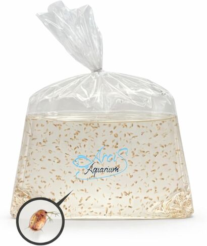 500+ Live Daphnia Magna (2 Packs – 250 Each) | Premium Living Culture Feeder for Freshwater Fish, Fry, Shrimp, Axolotls & Aquatic Pets – Planktonic Crustacean, Water Fleas, Aquatic Live Food in Saudi Arabia