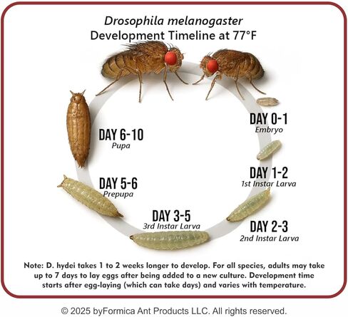 byFormica Just Add Flies! Fruit Fly DIY Culture Kit for Drosophila Melanogaster or Hydei with NutriDense SuperFood Blend (MaxYield) in Saudi Arabia