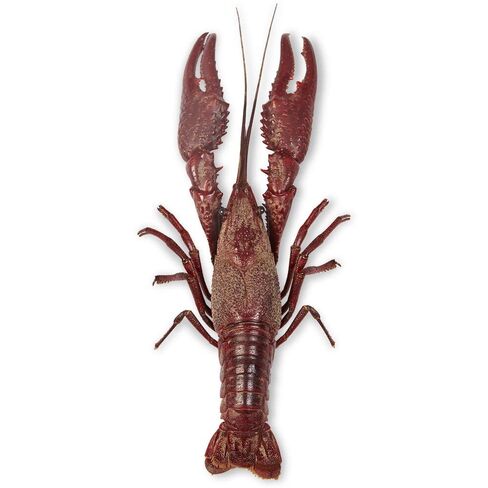 Carolina's Perfect Solution® Crayfish, 4"+, Plain, Bulk Bag of 10 in Saudi Arabia