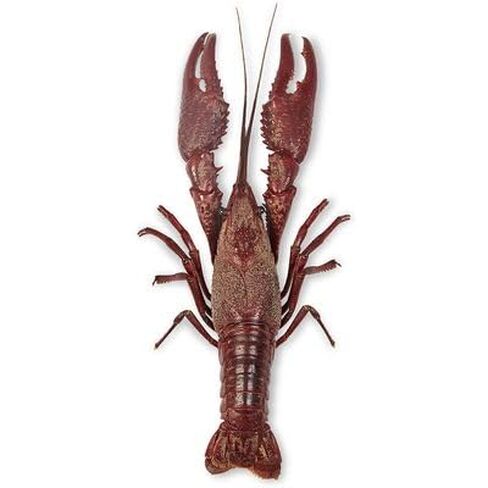 Carolina's Perfect Solution® Crayfish, 4"+, Plain, Bulk Bag of 10 in Saudi Arabia
