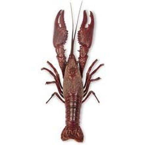 Carolina's Perfect Solution® Crayfish, 4"+, Plain, Bulk Bag of 10 in Saudi Arabia