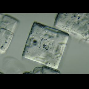 Salt Crystals, w.m., Microscope Slides in Kuwait